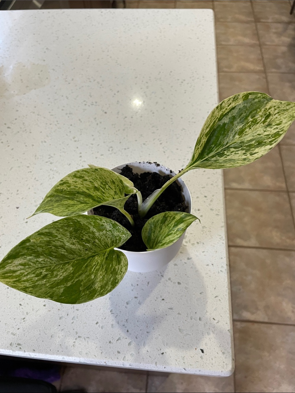 Ont only -Real Variegated Green Pothos Plant in White Pot - Home Accents